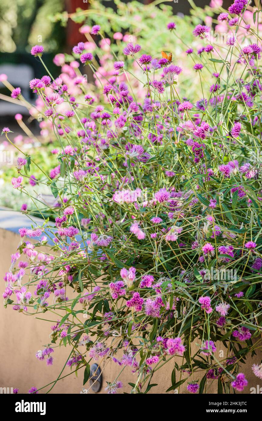 Globe amaranth (Gomphrena globosa) 'Fireworks', drought-resistant annual flower. Stock Photo