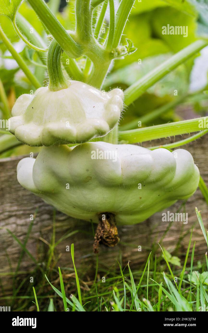 White Scallop squash. Nonrunny squash, tender like Zucchini when young
