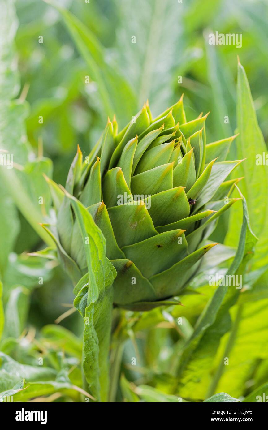 Prickly' artichoke, a variety from southern Europe Stock Photo