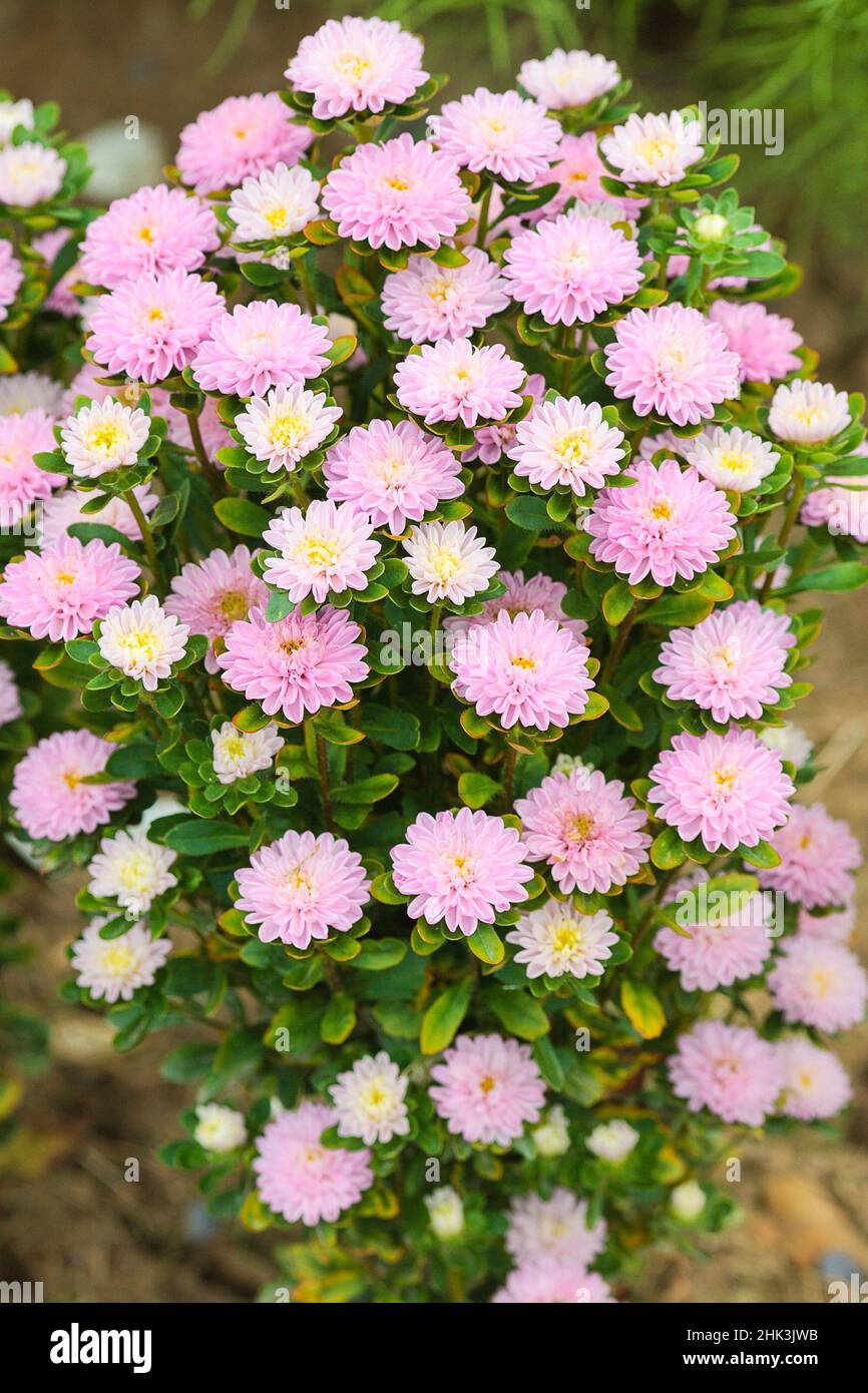 China aster (Callistephus sinensis) 'Light Salmon', looking like a