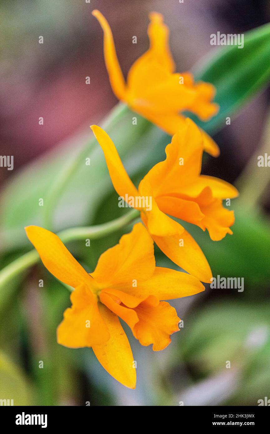 Laeliocattleya 'Thais de Valec', intergeneric hybrid orchid (Laelia x Cattleya) Stock Photo