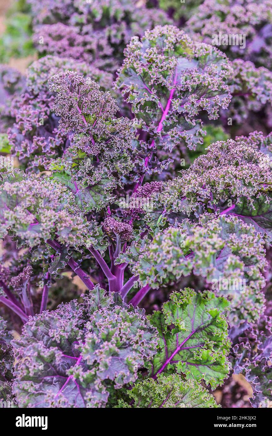 The Lacinato kale are back in the garden after more than half a century of neglect. They are cultivated more for their decorative foliage than for the Stock Photo