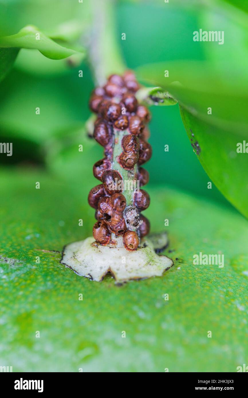 Carapace scale insects of the genus Eulecanium on citrus and having been parasitized by Blastothrix, a biological control parasitoid. Stock Photo