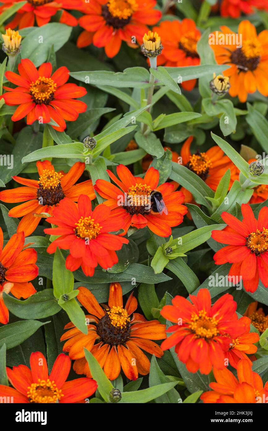 Orange dwarf zinnia variety Stock Photo Alamy