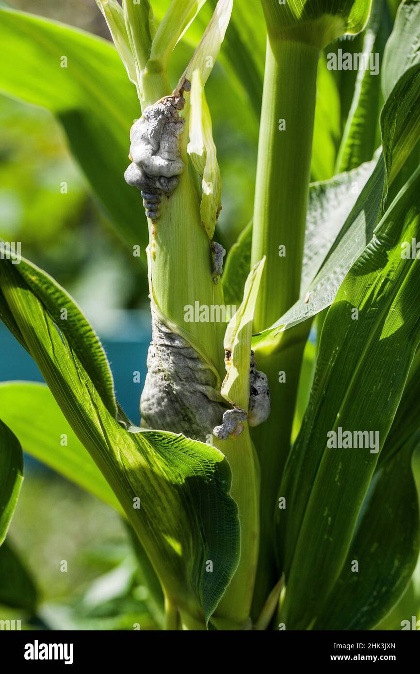 Maize charcoal, Ustilago maydis; Ustilago maydis is called 