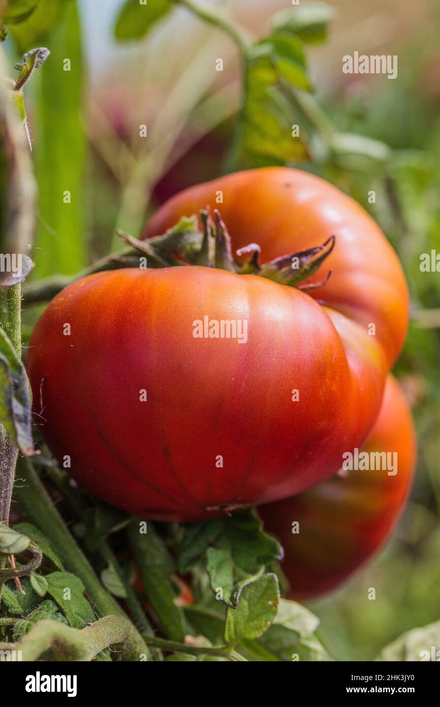 Black Russian 'Sputnik' tomato from Belarus. Stock Photo