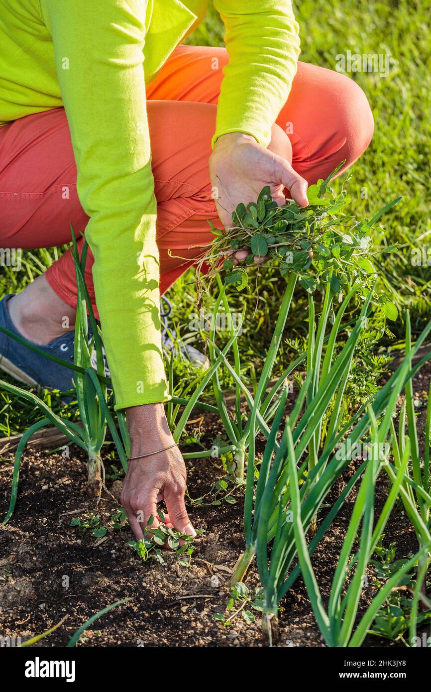 Weeding onions in summer: they don't like competition and need full sunshine. Stock Photo