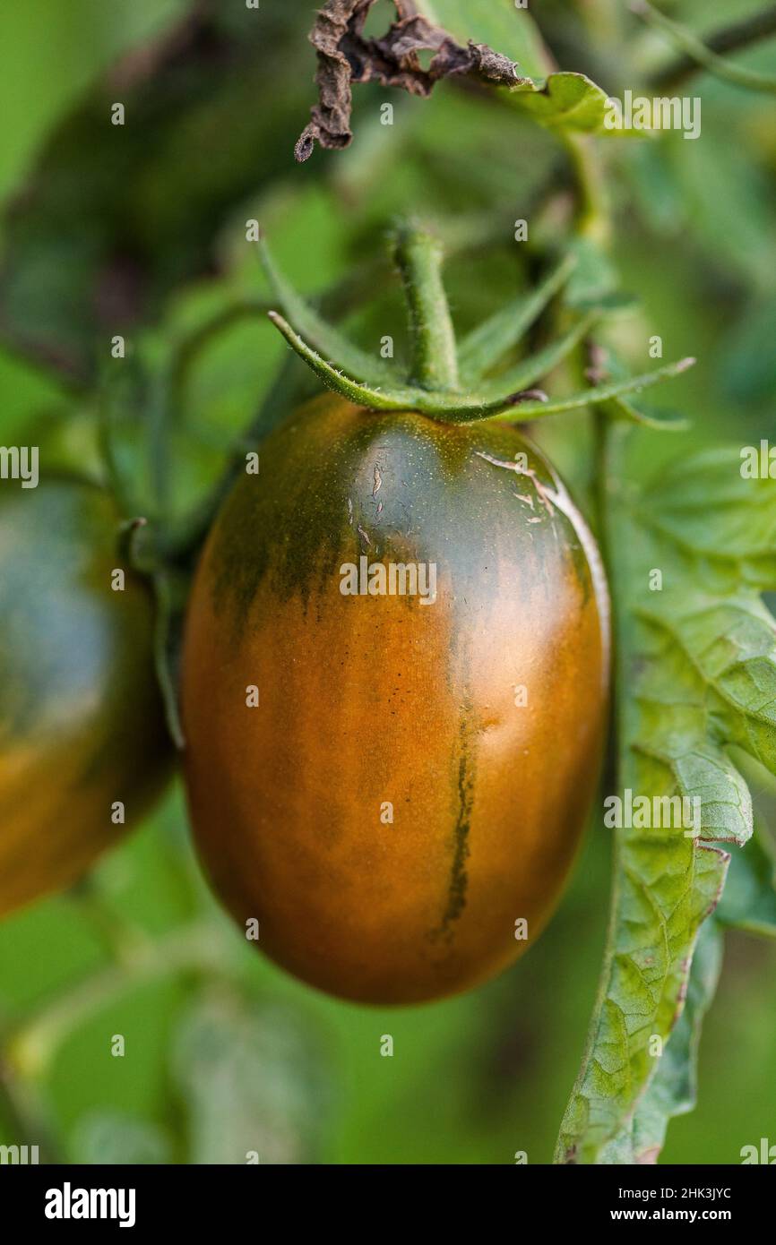 Elongated tomatoes hires stock photography and images Alamy