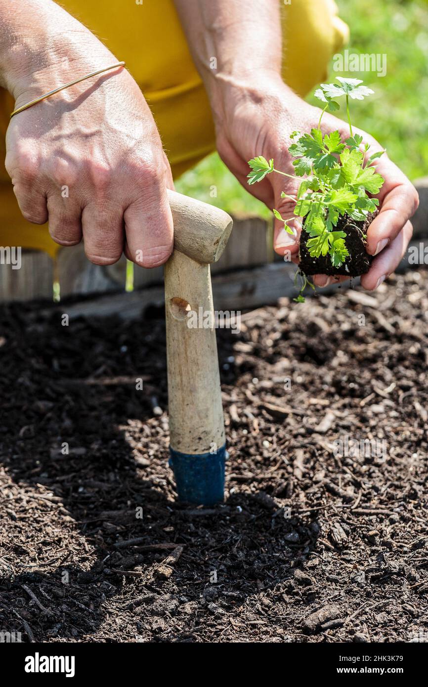 Woman transplanting a clod of parsley in a square vegetable garden in May. Stock Photo