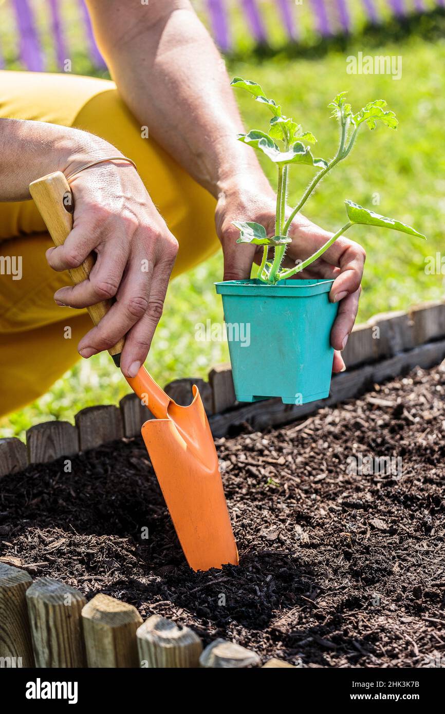Plant a watermelon 'Sugar Baby' plant in a square vegetable garden in