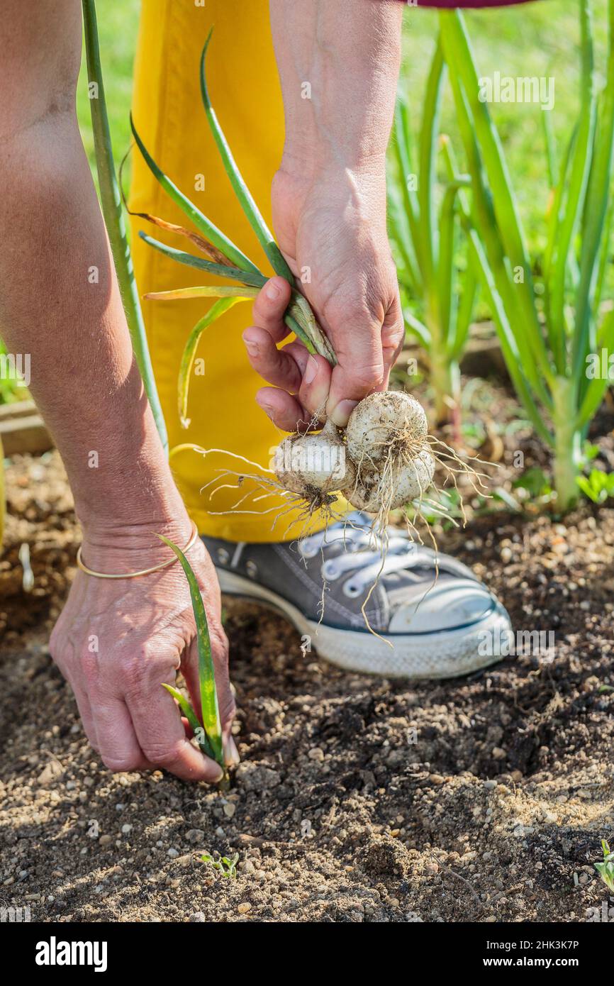 Harvest of early onions in a small vegetable garden at the end of spring. Stock Photo