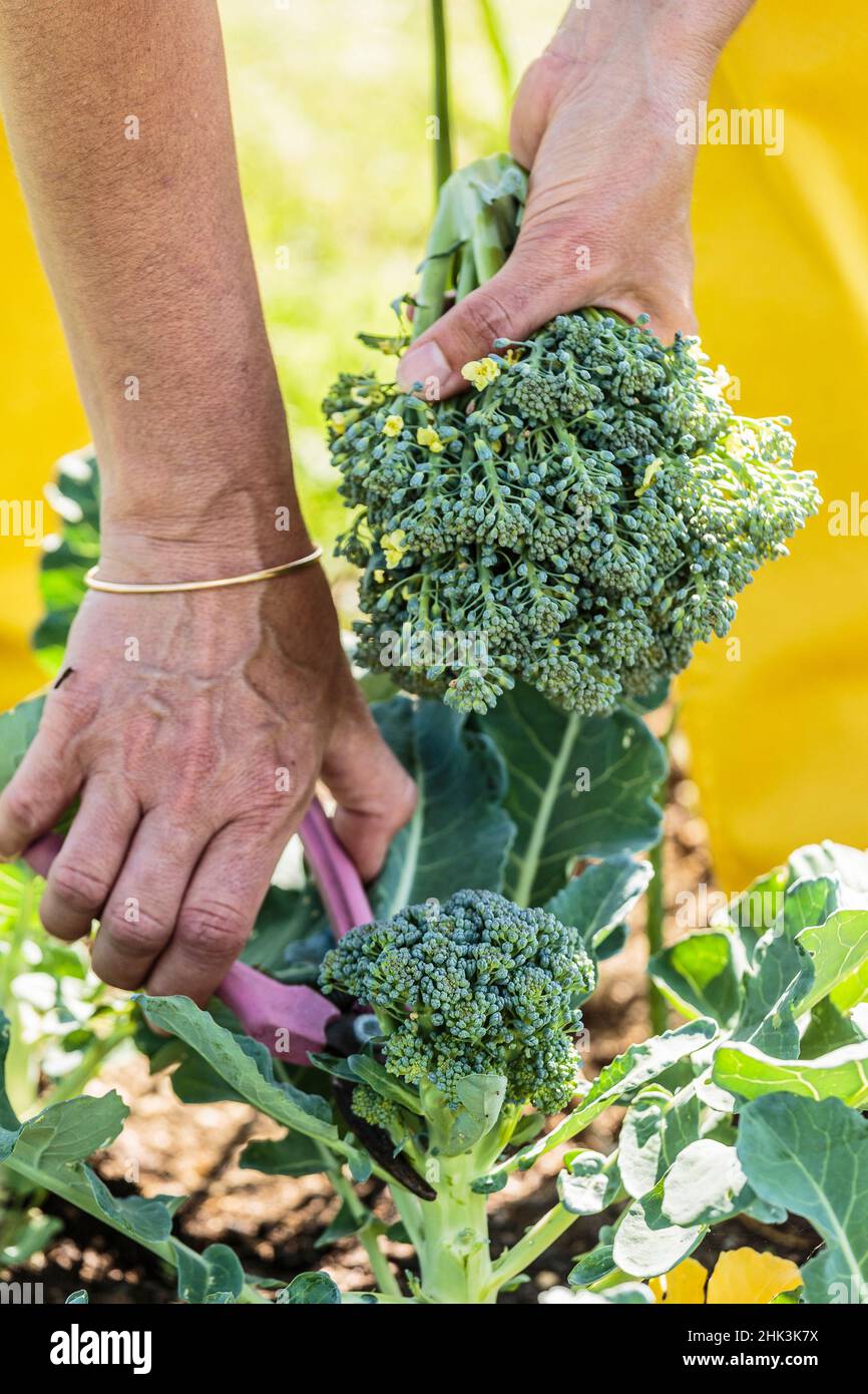 Broccoli sprouting harvest Stock Photo Alamy