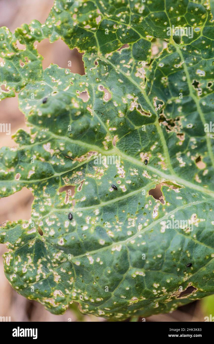 Flea beetle damage on a cabbage leaf in July. Stock Photo