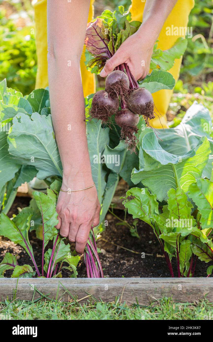 Beet harvest in a small vegetable garden at the end of spring. Stock Photo