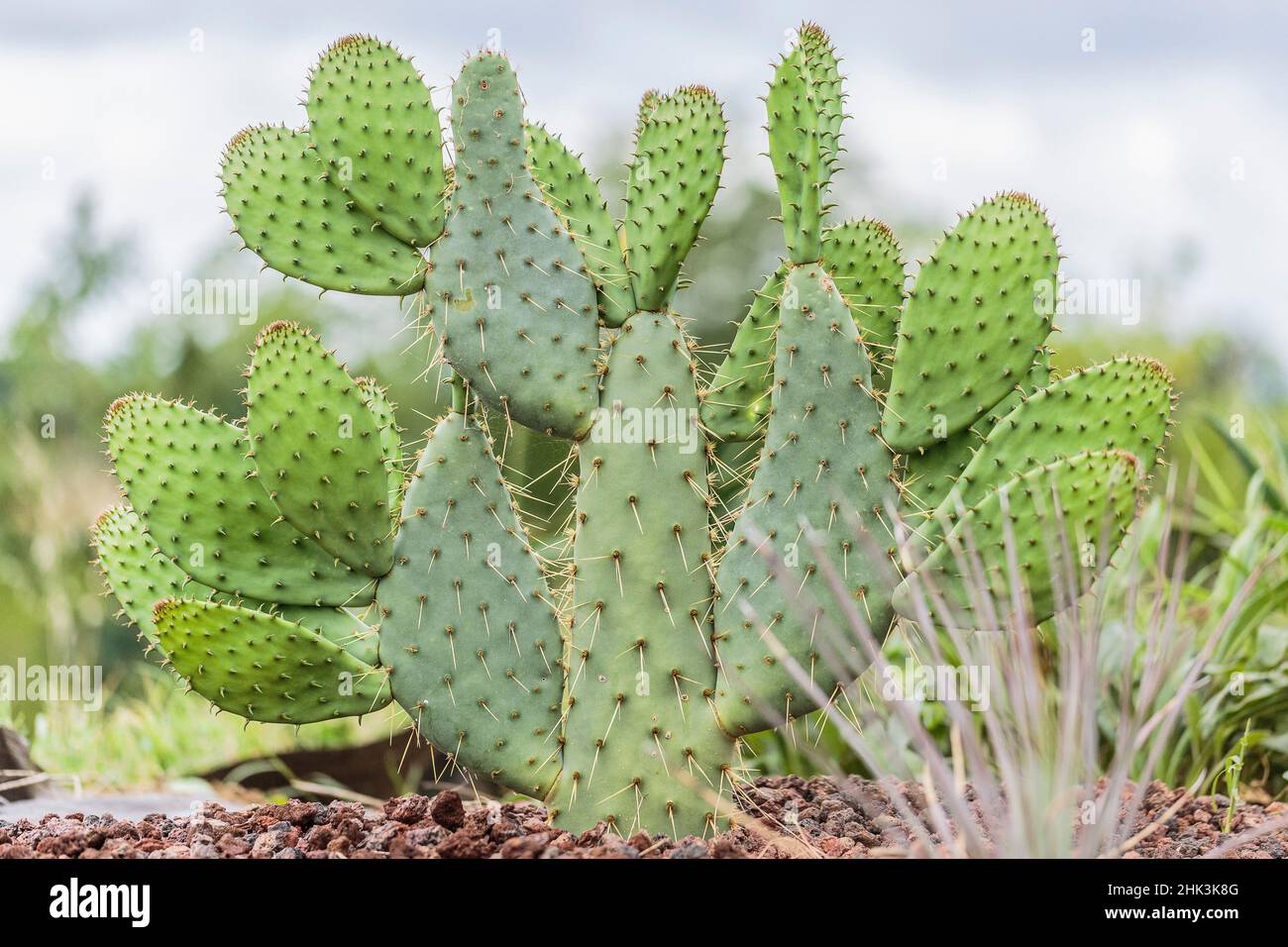Cow's Tongue Prickly Pear Cactus (Opuntia linguiformis) Stock Photo