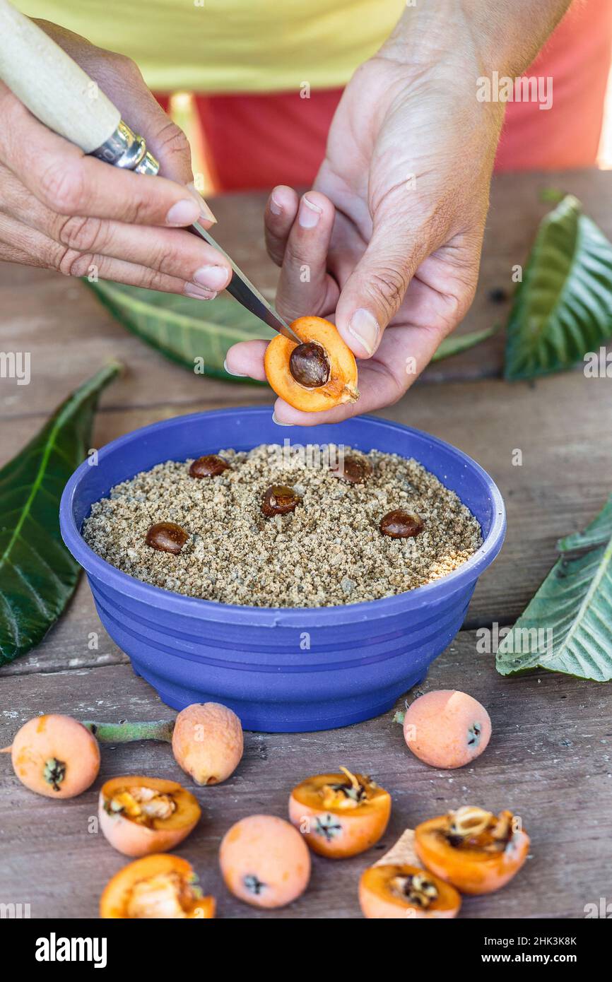 Stratification of Loquat seeds Stock Photo