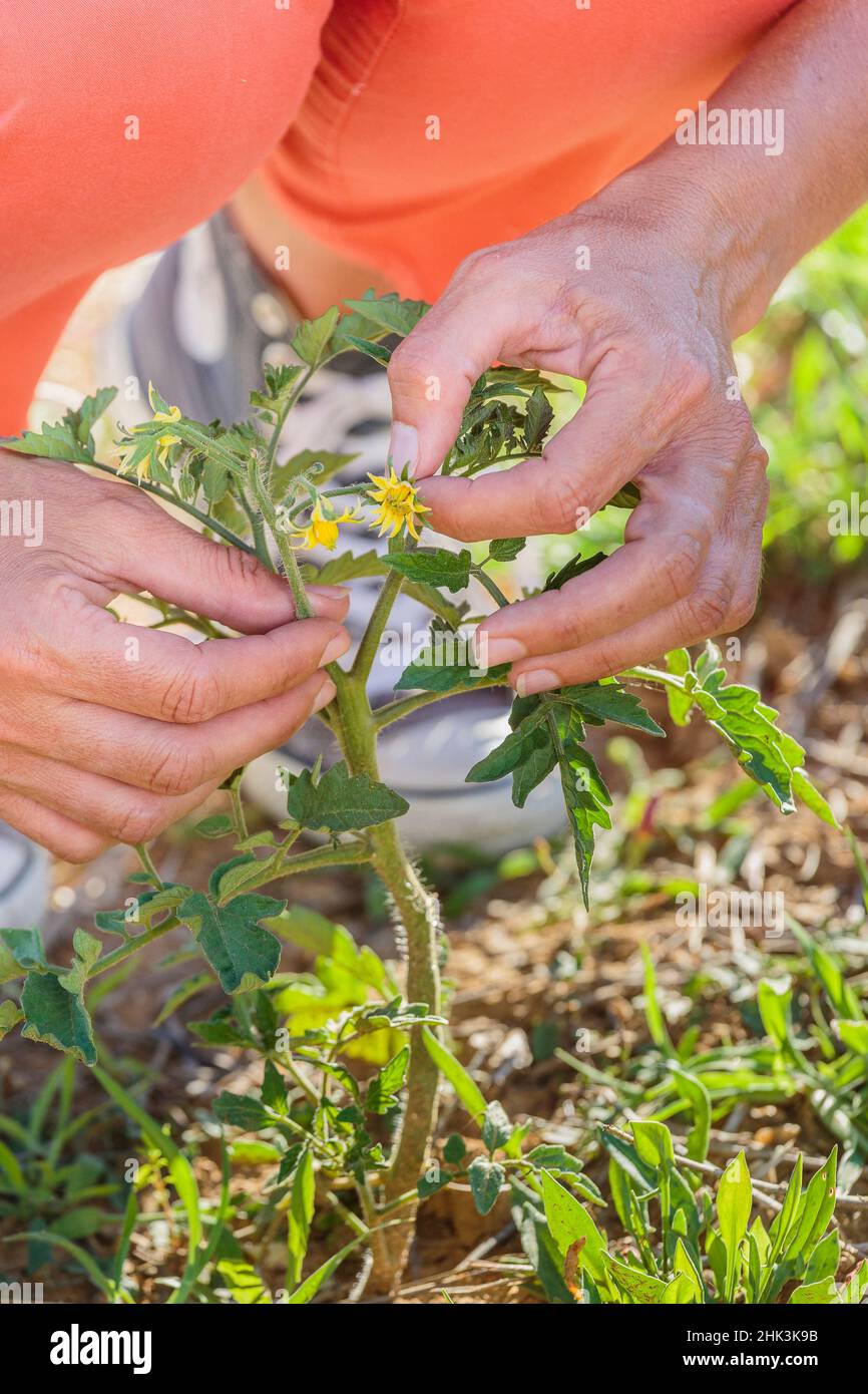 Removal of crispy tomato flower to avoid deformed fruit Stock Photo Alamy