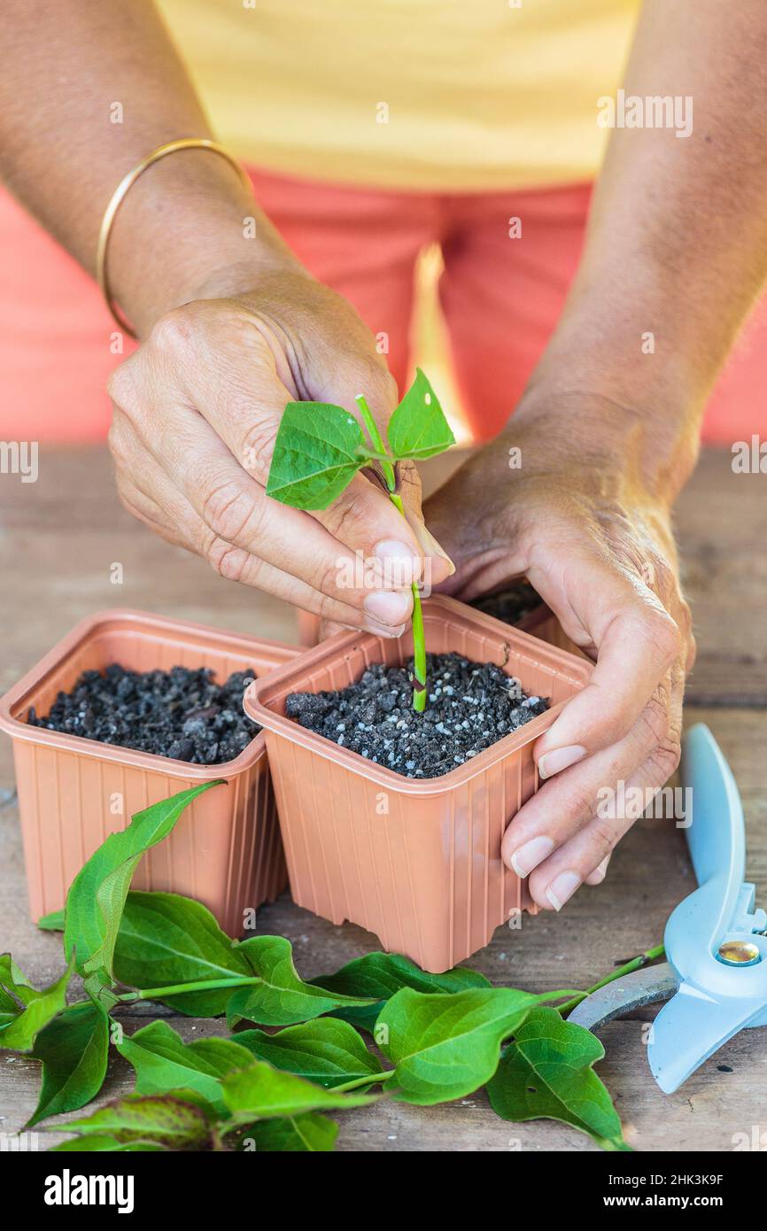 Woman cutting Leycesteria. Propagation of Himalayan honeysuckle by cuttings  Stock Photo - Alamy