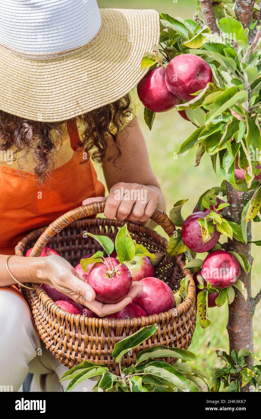 Woman picking apples from a columnar apple tree 'Cheverny'. Stock Photo