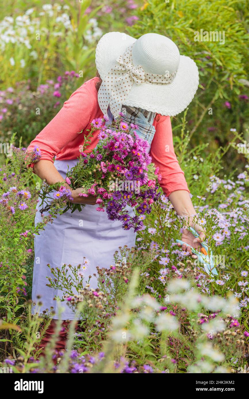 Woman picking flowers in an aster bed in autumn. Stock Photo