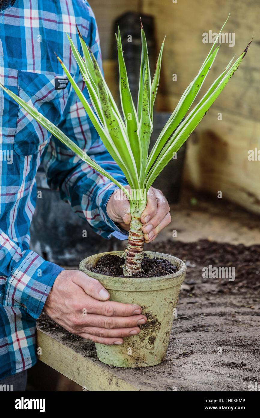 Regeneration of an indoor yucca (Yucca elephantipes) 'Jewel' step by