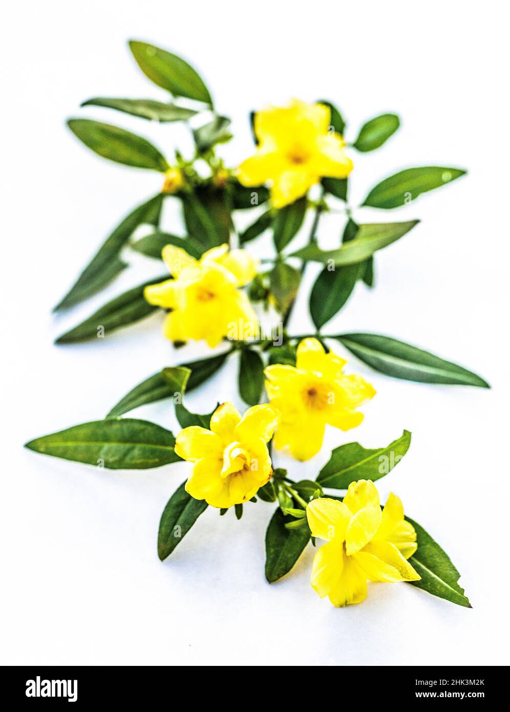 Primrose jasmine (Jasminum mesnyi) flowers on white background in studio. Stock Photo