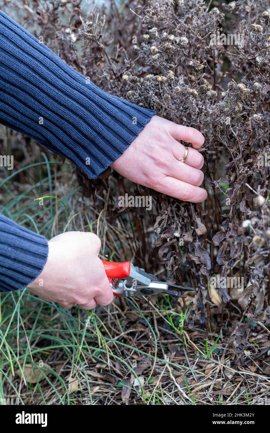 Woman cutting stalks of autumn Aster faded in winter, Pas de Calais, France Stock Photo