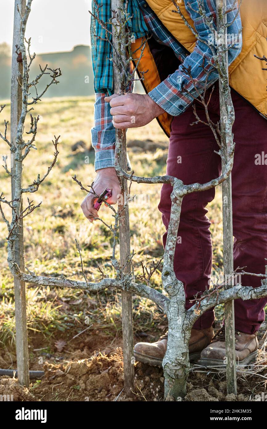 Man pruning a pear tree in winter. Stock Photo