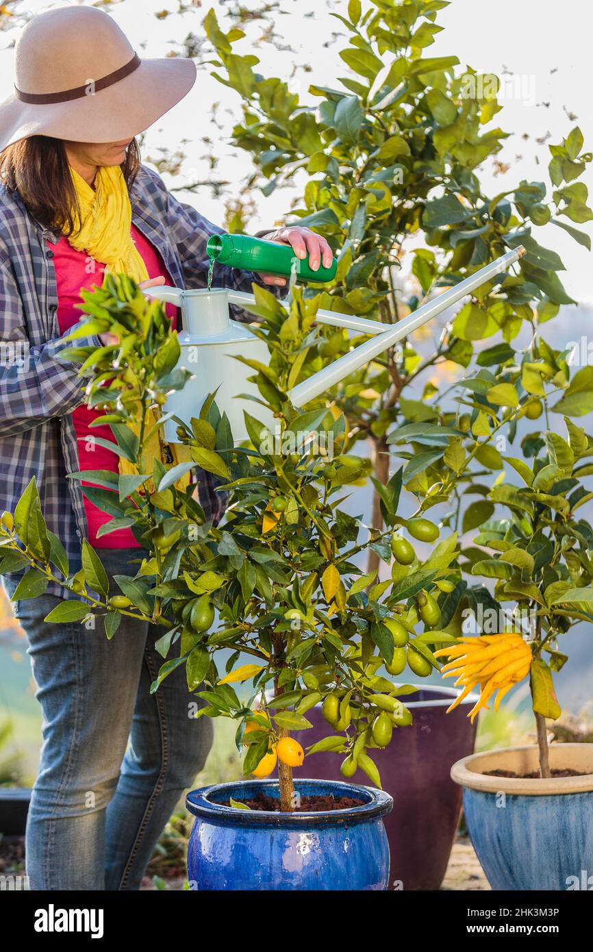 Woman bringing fertilizer to a potted citrus fruit Stock Photo