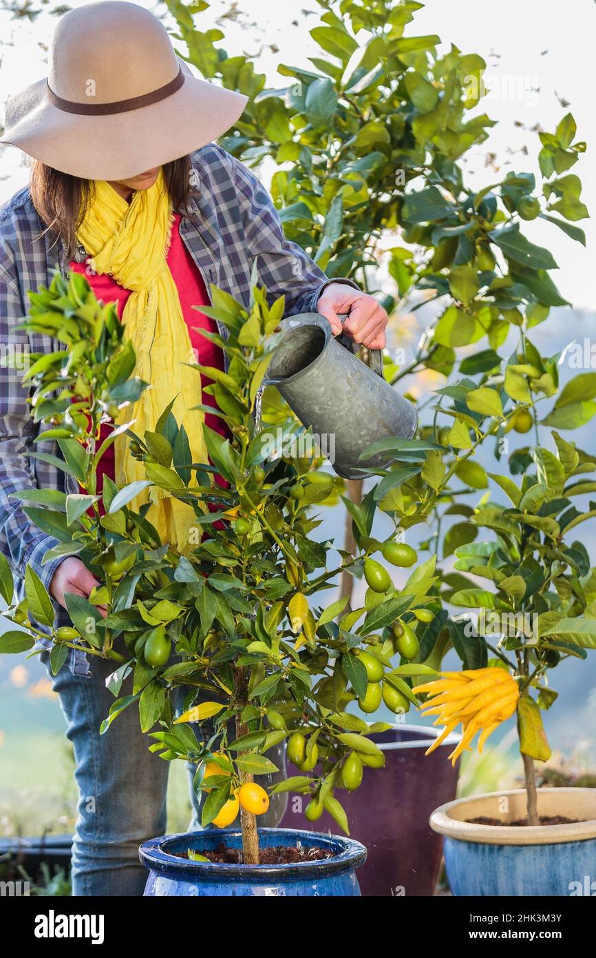 Woman citrus hires stock photography and images Alamy