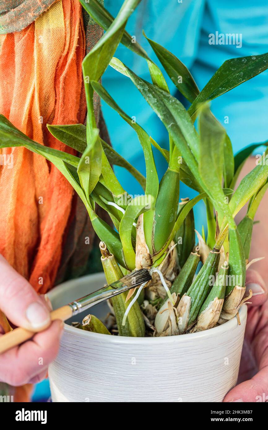 Cleaning of an orchid with a brush, application of a product against the scale insects Stock Photo