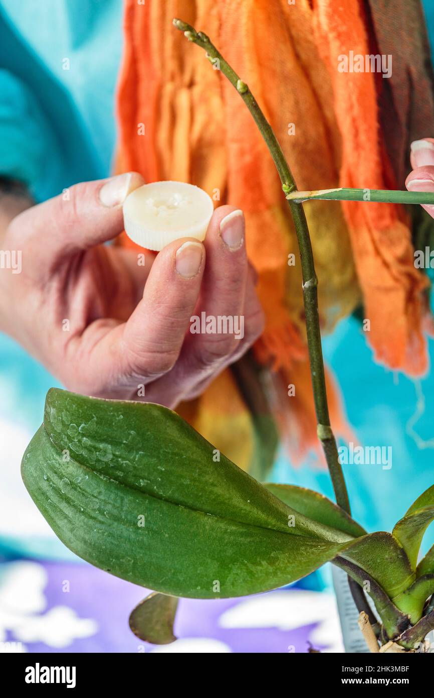 Portal Cool Emballé: Orchid Keiki Pã¢Te, L'hormone De Croissance, Phalaenopsis, Cytokinin, Tsitokininovaya Coller