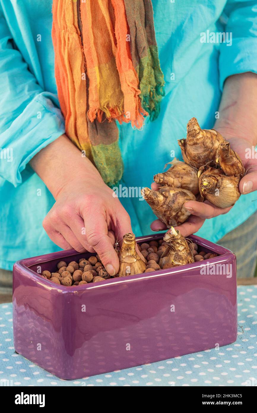 Stepbystep preparation of a forced narcissus planter. Installation of