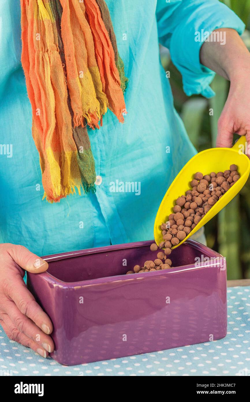 Stepbystep preparation of a forced narcissus planter. filling of a