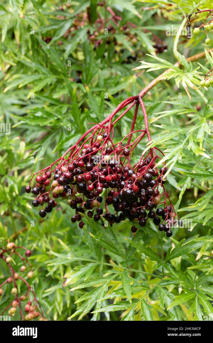 Cut leaf elderberry (Sambucus nigra 'Laciniata') fruits and foliage Stock Photo