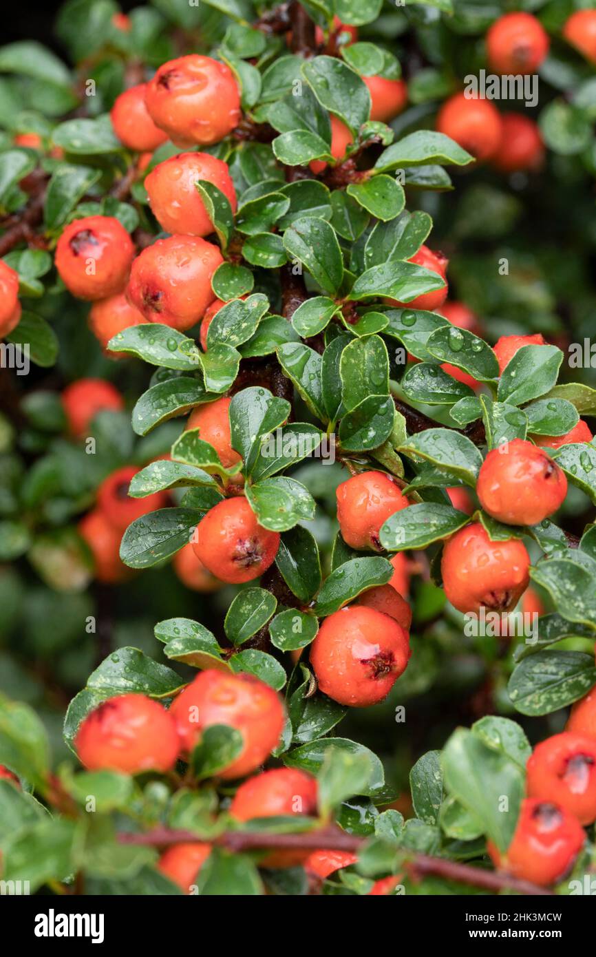 Cotoneaster (Cotoneaster nanshan) fruits and foliage Stock Photo