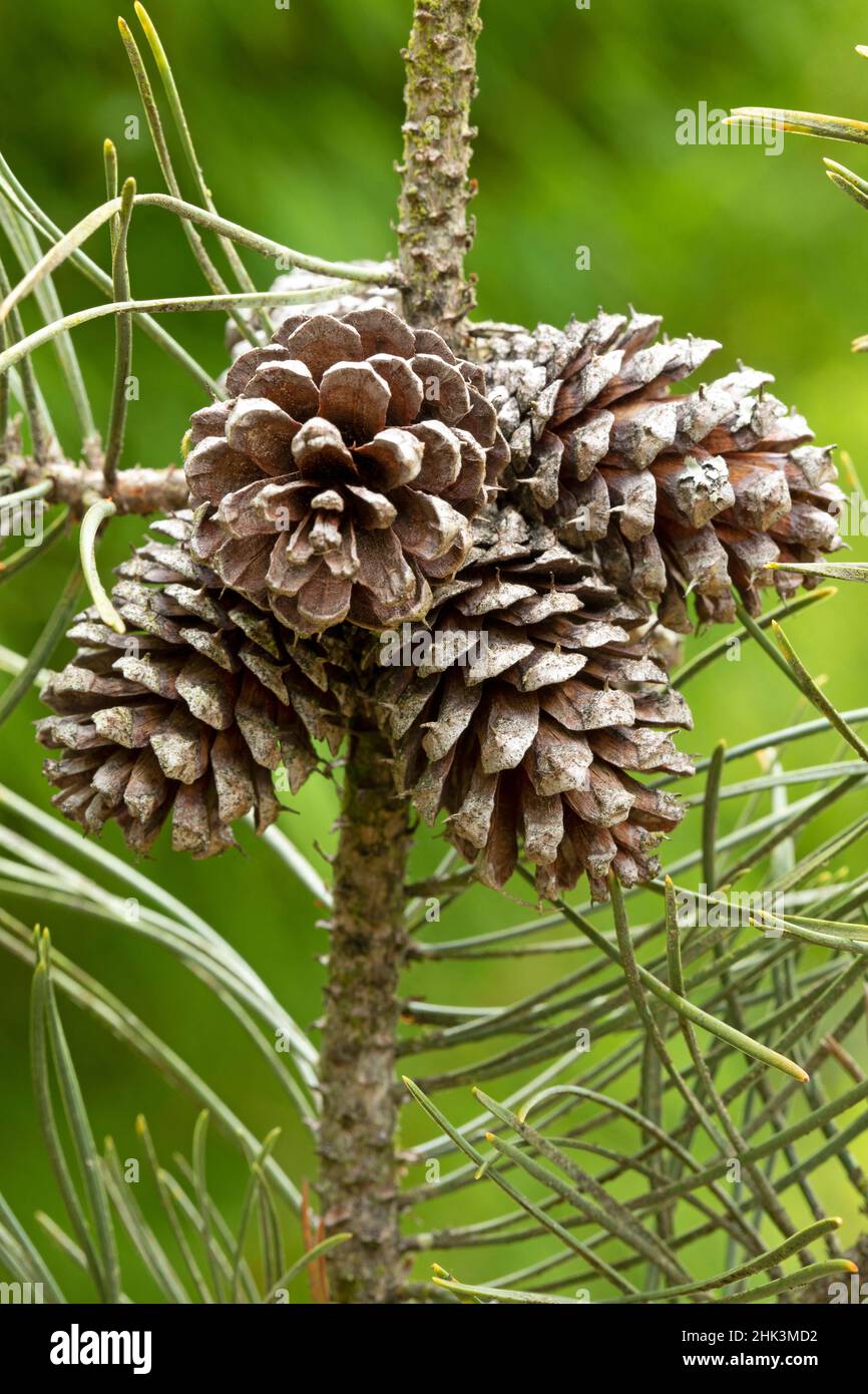 lodgepole pine (Pinus contorta) cones Stock Photo