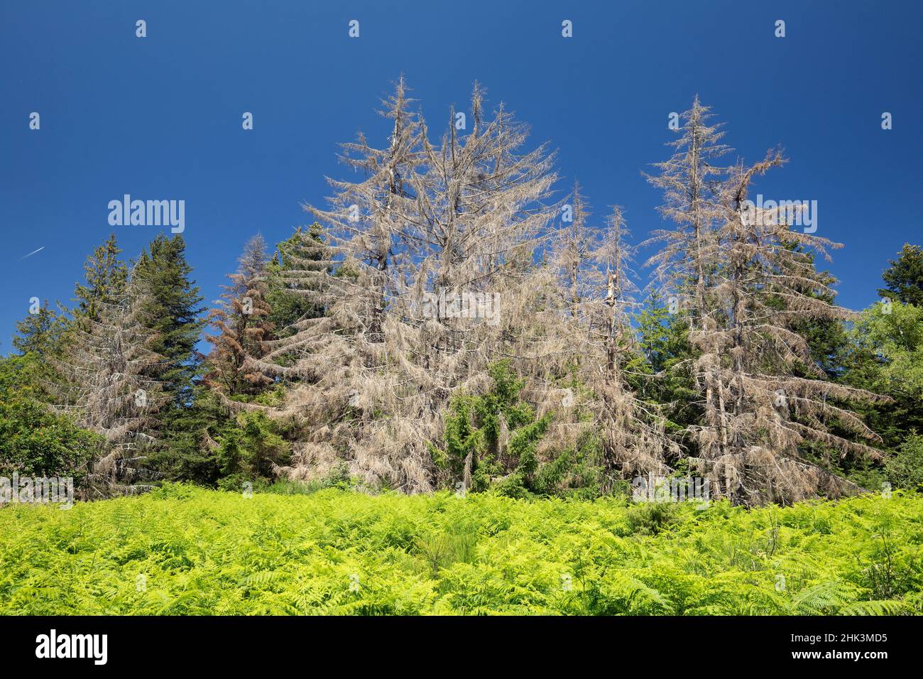 Common spruce (Picea abies) infested by European spruce bark beetle (Ips typographus), Vosges, France Stock Photo