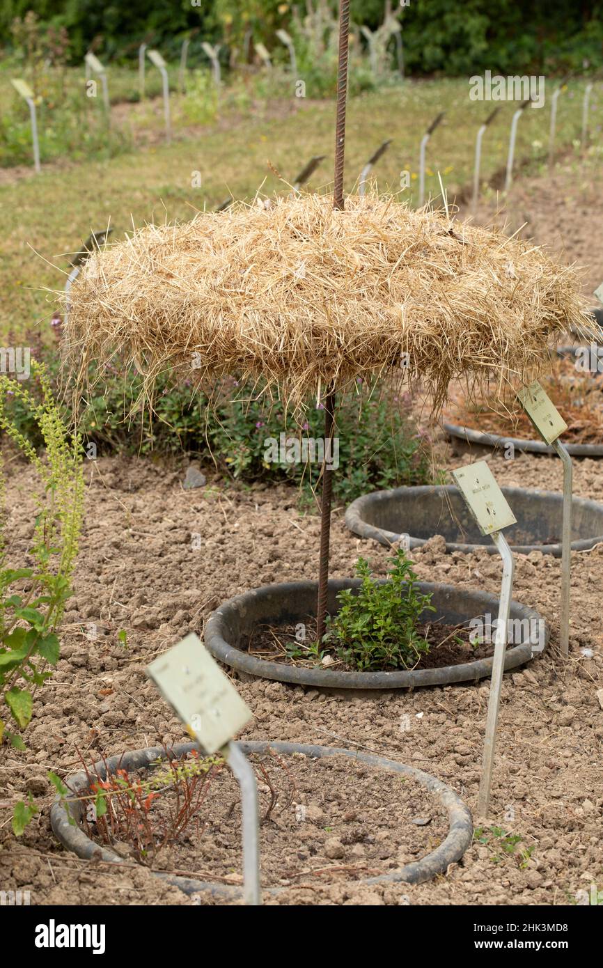 Straw parasol to shade a plant in a flower bed Stock Photo