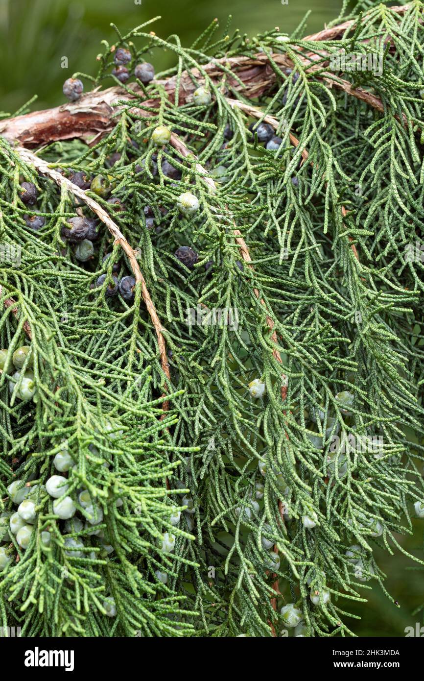 Chinese juniper (Juniperus chinensis) fruits and foliage Stock Photo