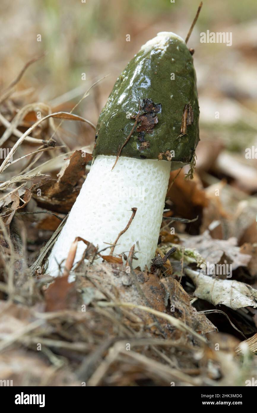 Common stinkhorn (Phallus impudicus Stock Photo - Alamy