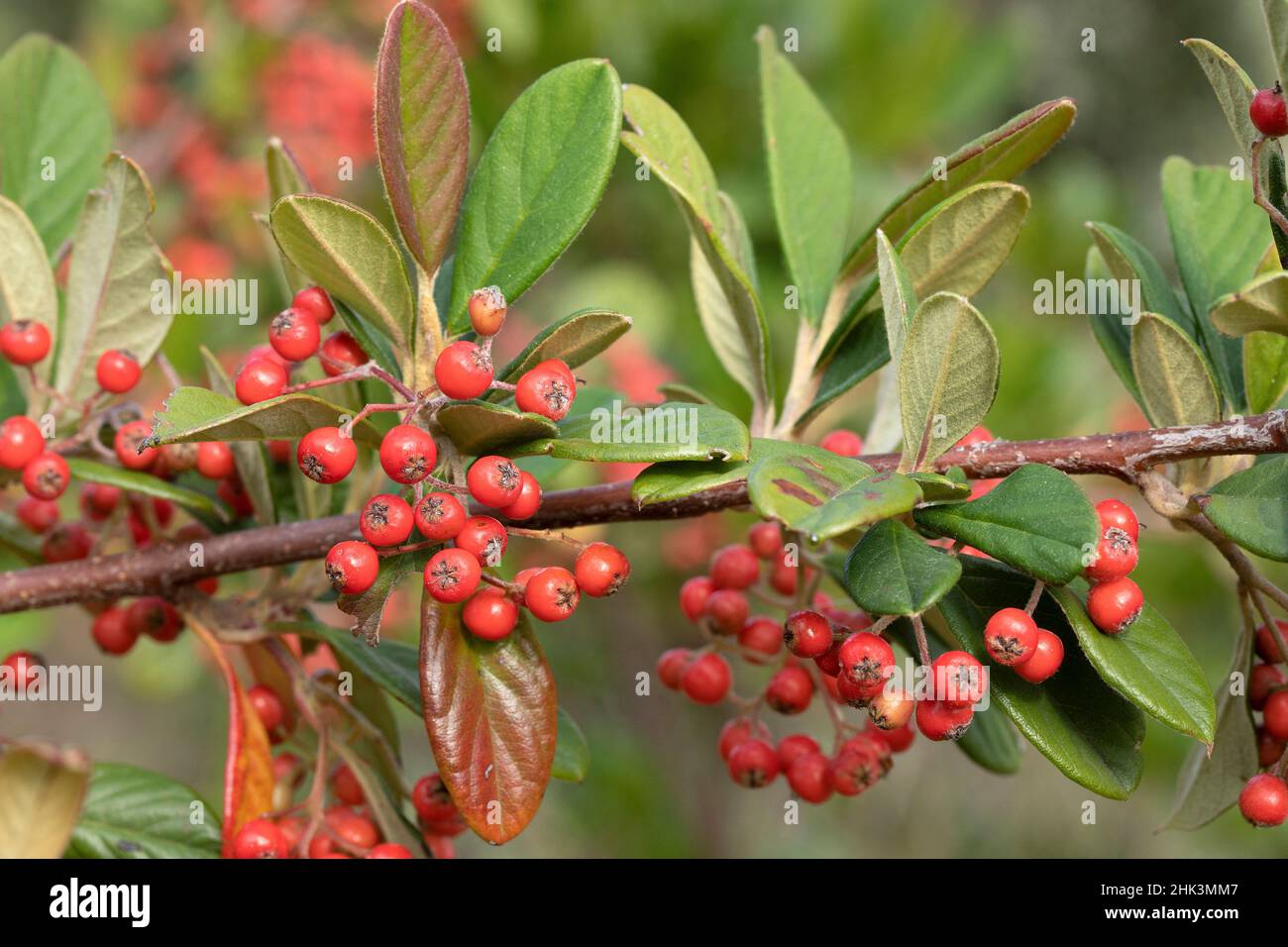 Milkflower cotoneaster (Cotoneaster lacteus) fruits and leaves Stock Photo