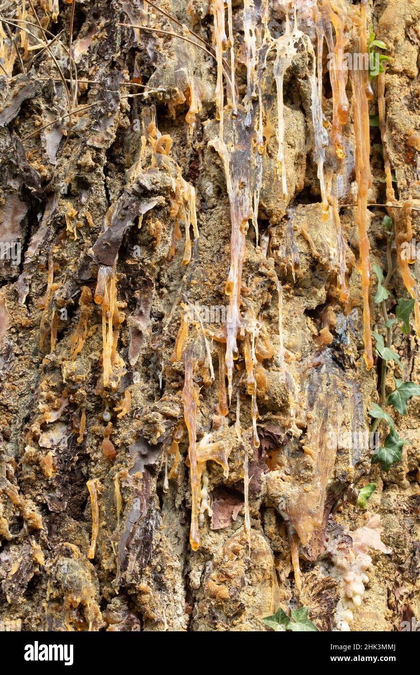 Resin flow on a maritime pine trunk (Pinus pinaster) Stock Photo