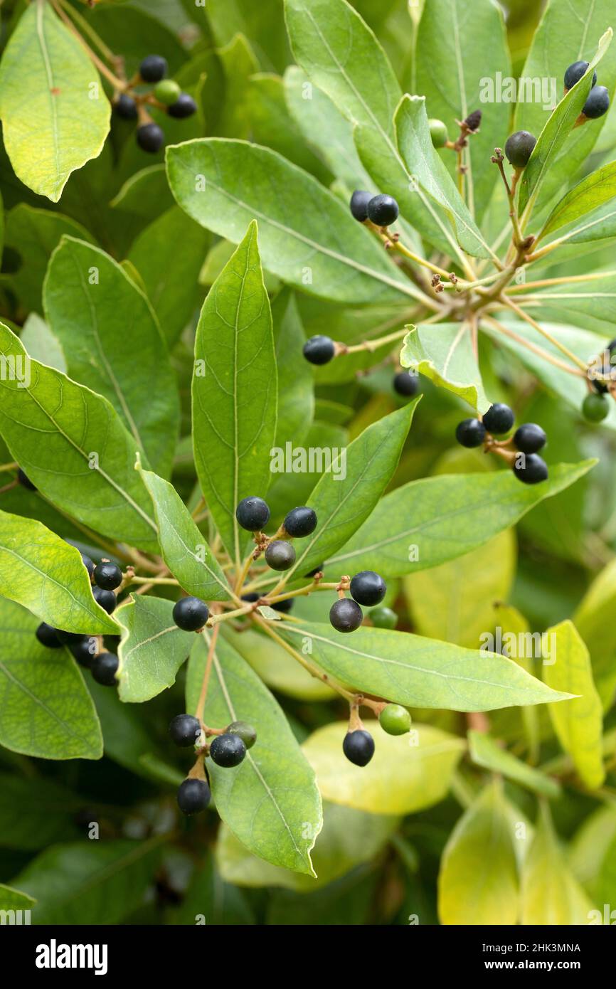 Redbay (Persea borbonia) leaves and fruits Stock Photo