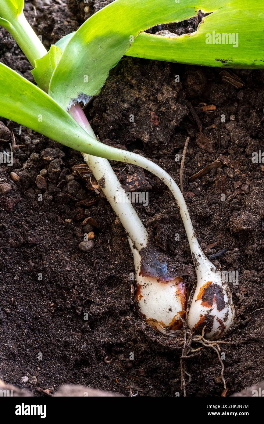 Tulipa bulb and roots close up hires stock photography and images Alamy
