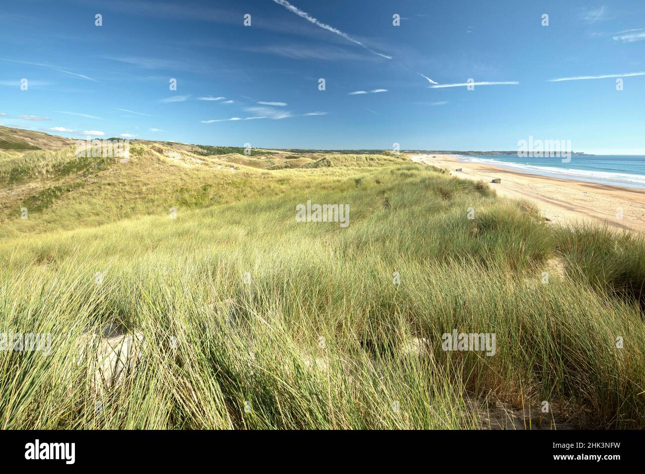 Marram grass (Ammophila arenaria), Vauville dunes, Manche, France Stock Photo