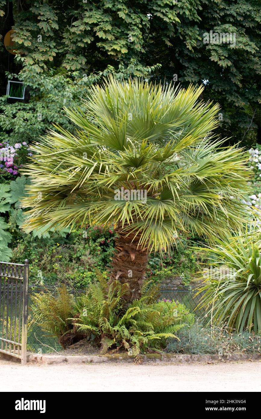 dwarf-fan-palm-chamaerops-humilis-in-a-garden-france-stock-photo-alamy