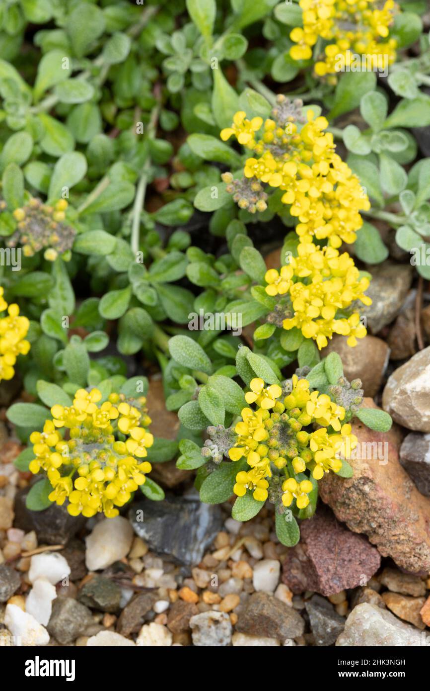 Alpine madwort (Alyssum alpestre) flowers, France Stock Photo