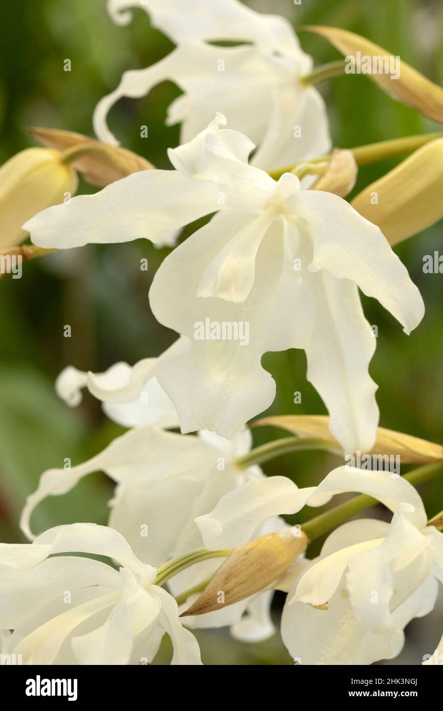 Orchid (Coelogyne cristata var. ochroleuca) flowers Stock Photo