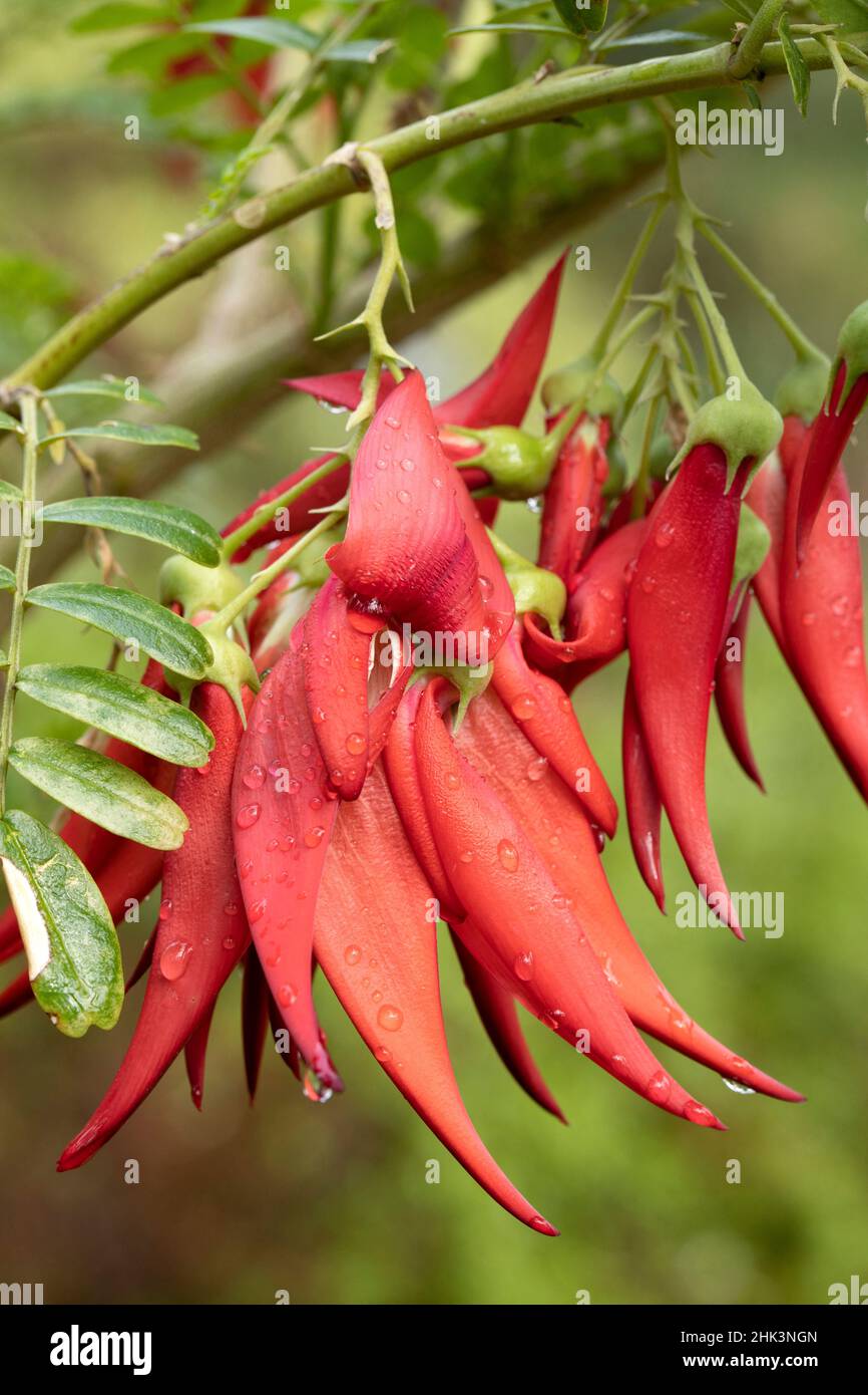 Parrots 2024 beak flower